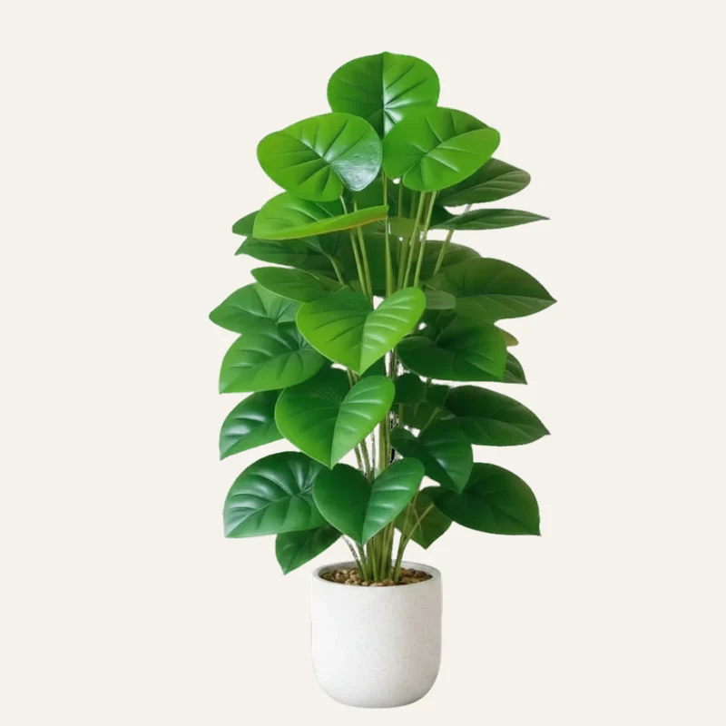 Homalomena Artificielle