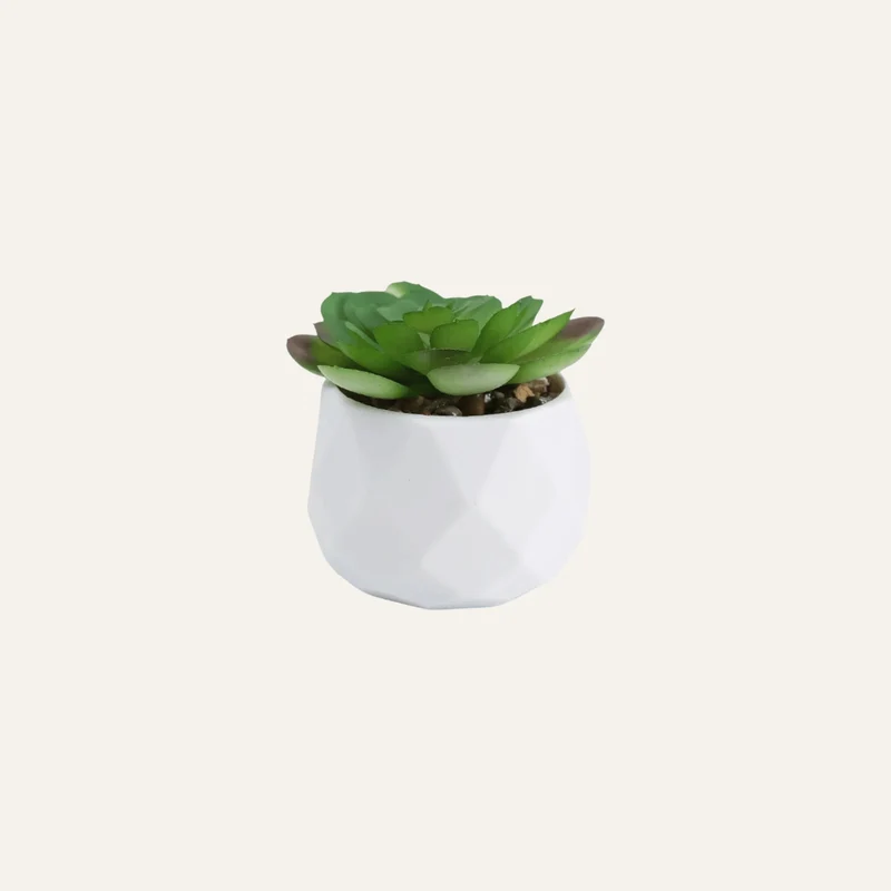 Succulente Artificielle