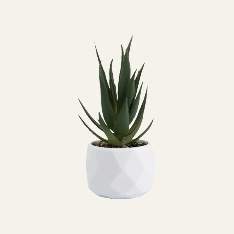 Succulente Artificielle