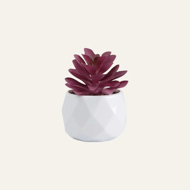 Succulente Artificielle