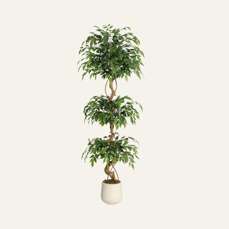 Ficus Artificiel