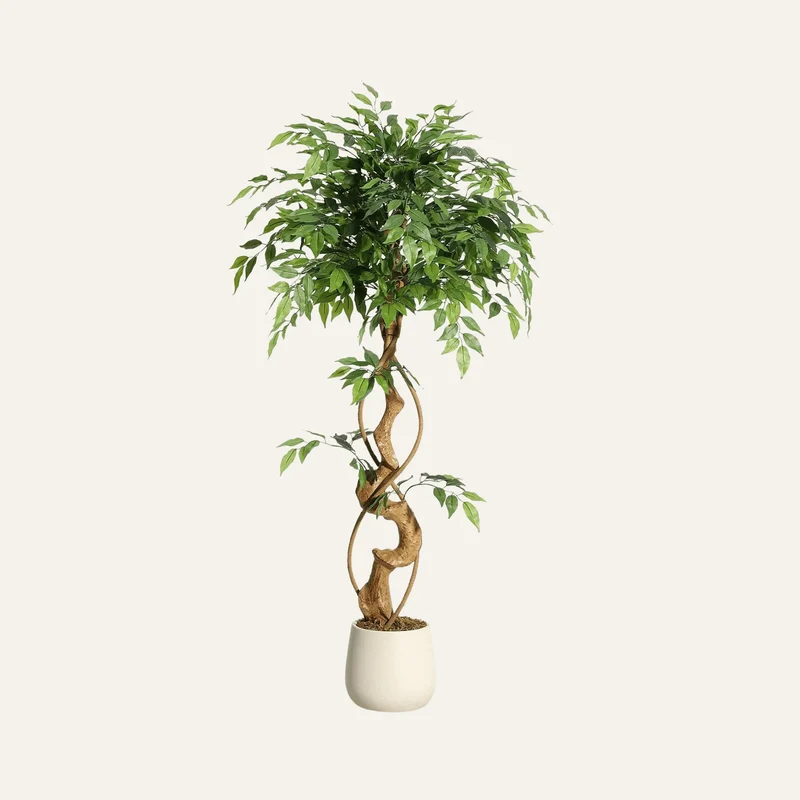 Ficus Artificiel