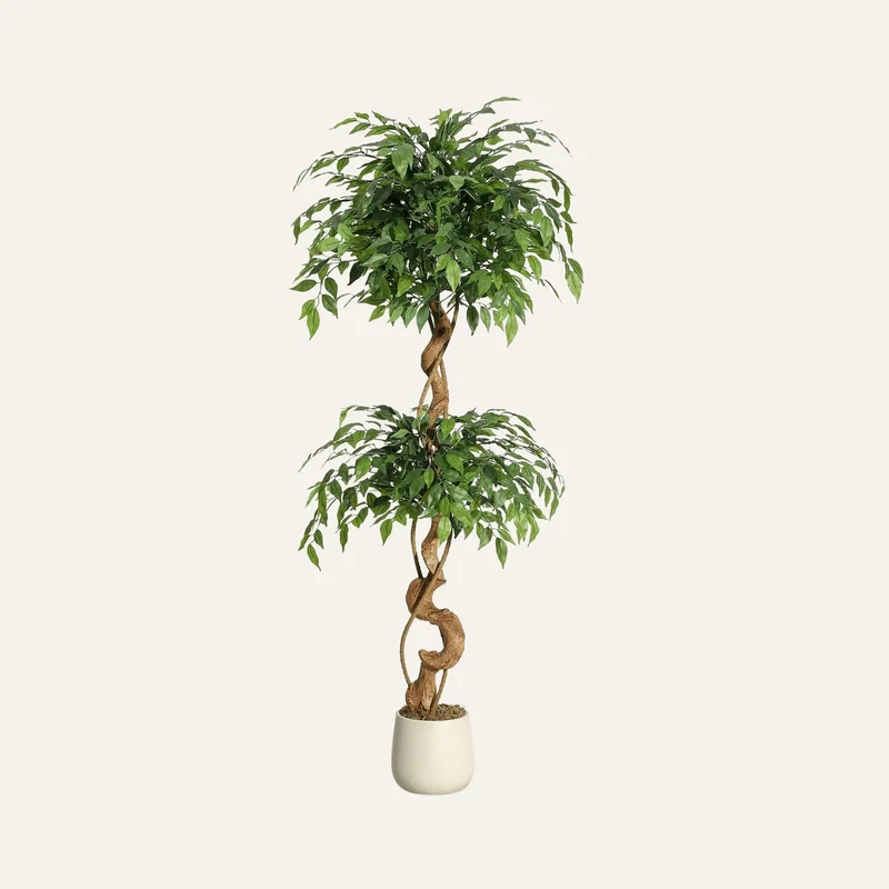 Ficus Artificiel