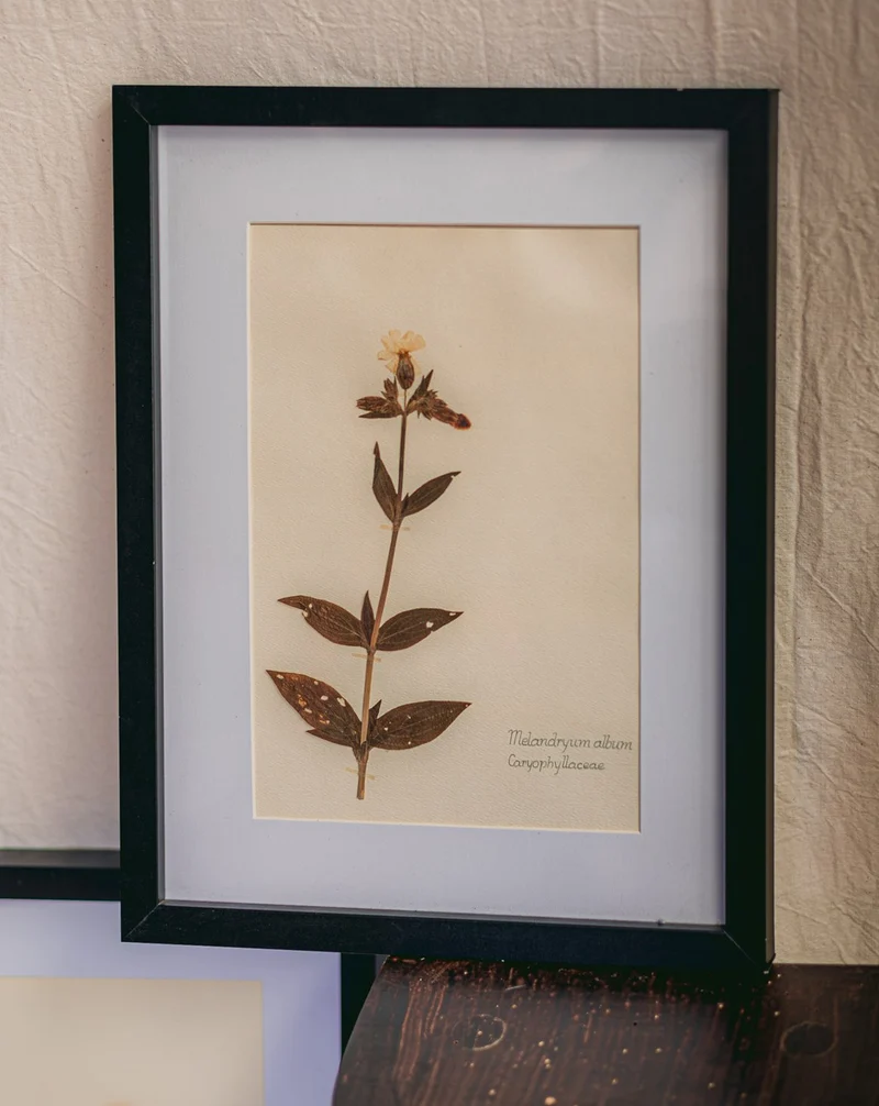 Nina, l'herbier encadré N°423