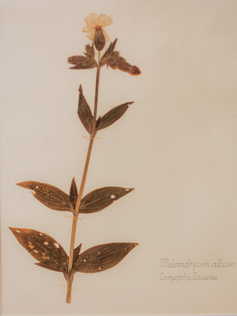 Nina, l'herbier encadré N°423