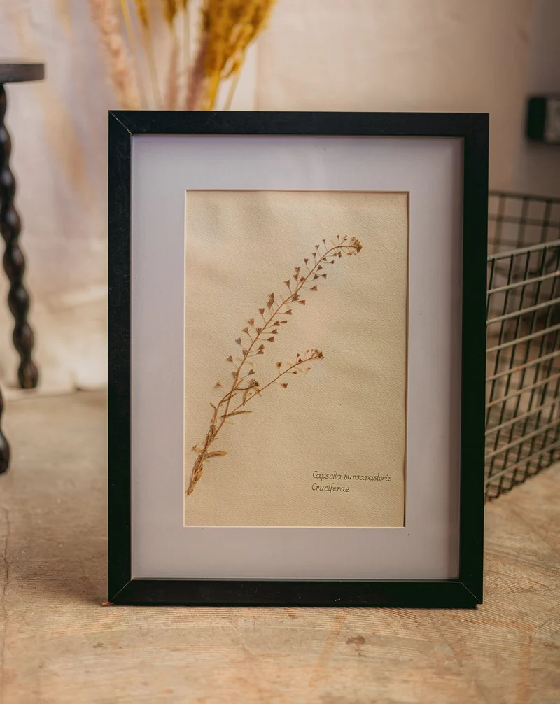 Nina, l'herbier encadré N°425