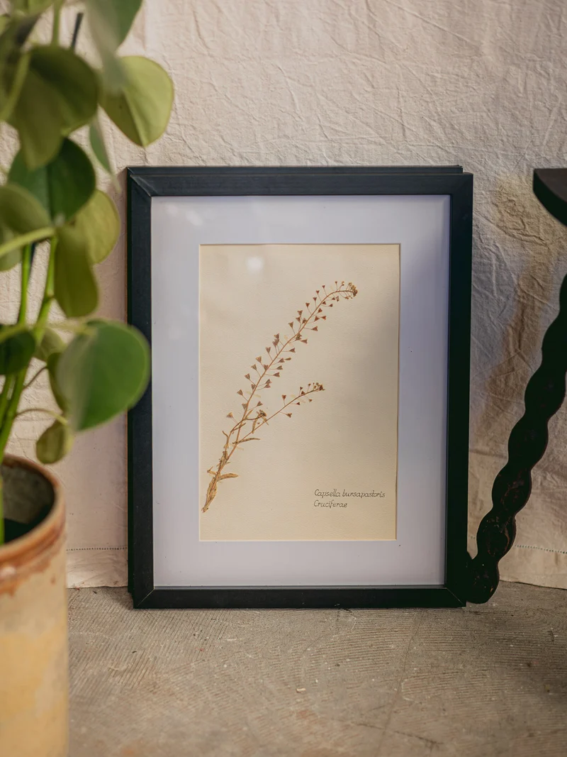 Nina, l'herbier encadré N°425