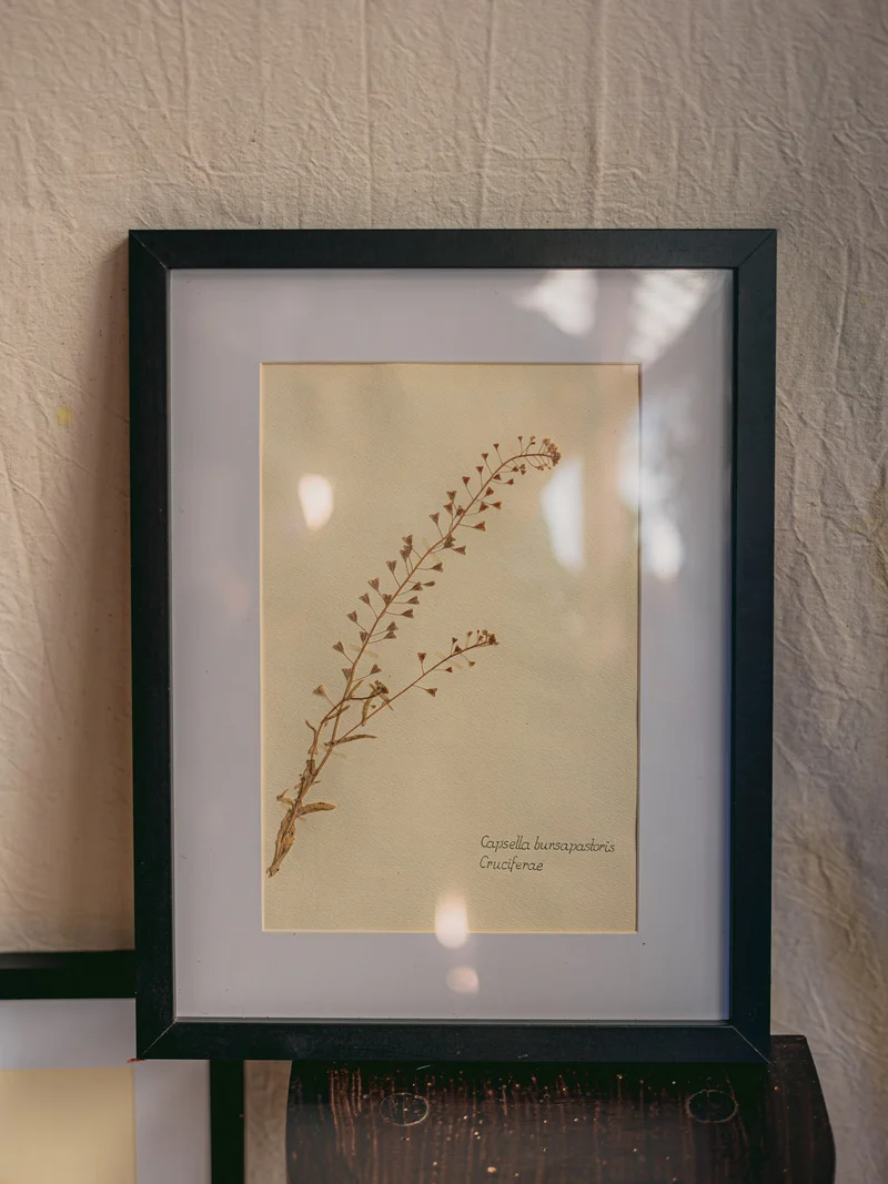 Nina, l'herbier encadré N°425