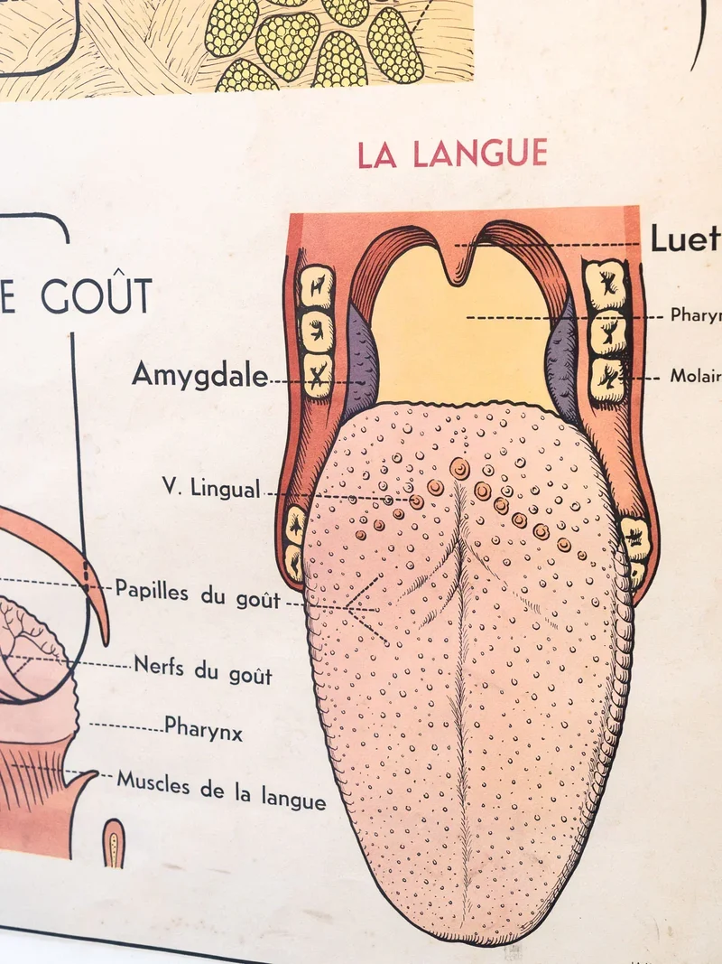 Nina, l'illustration d'apprentissage N°204