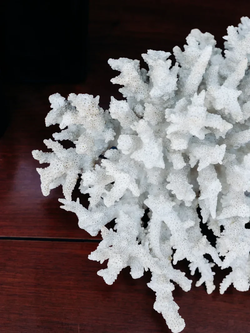 Alix, le grand corail blanc N°120