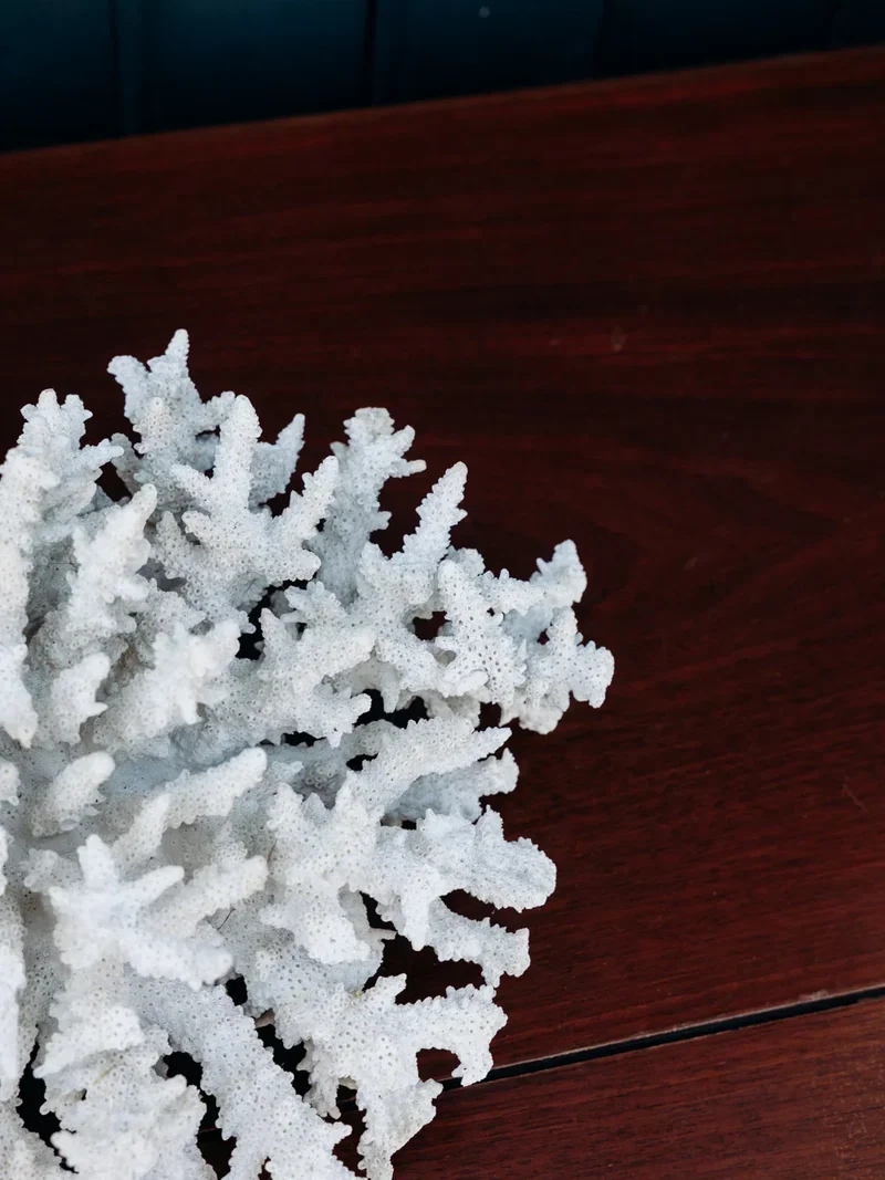 Alix, le grand corail blanc N°120
