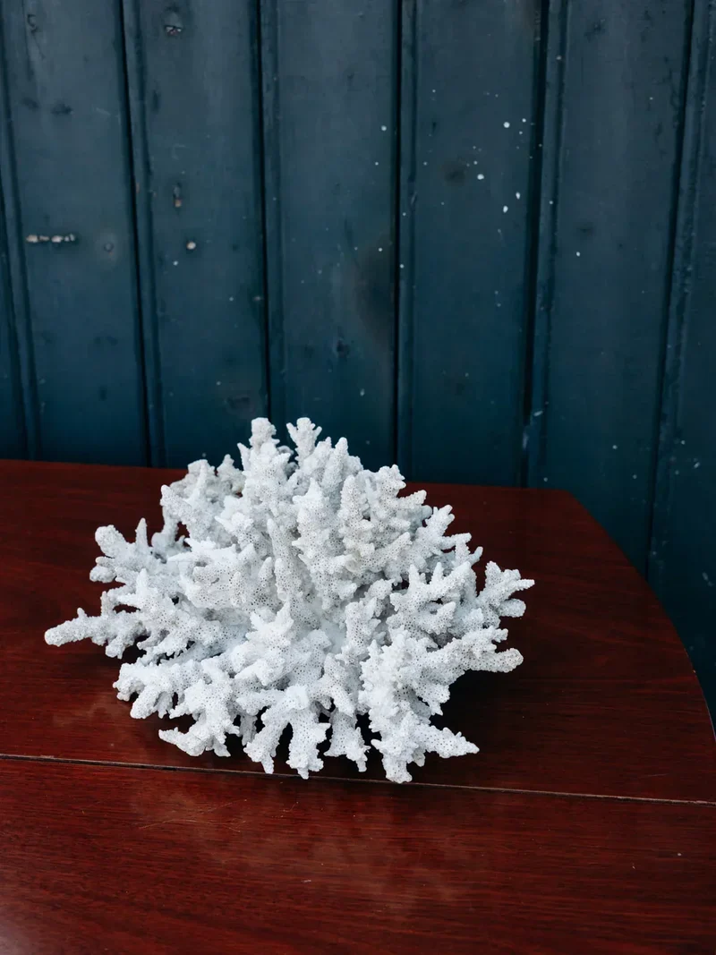 Alix, le grand corail blanc N°120